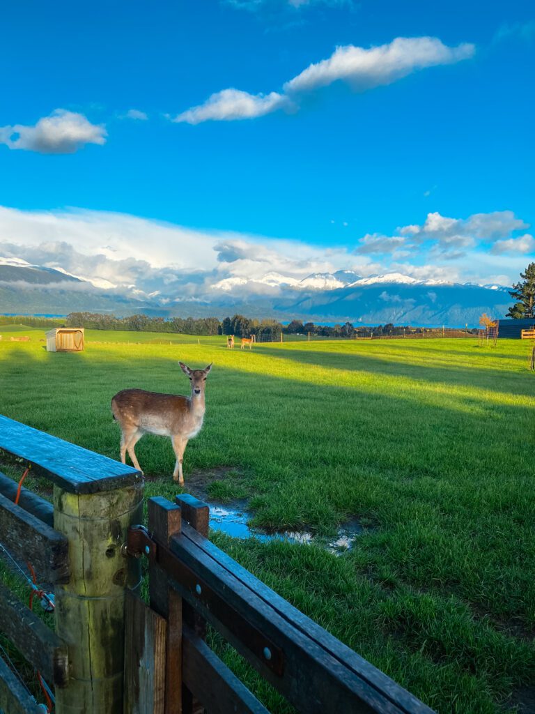 Dusky Ridges Farm Stay Te Anau