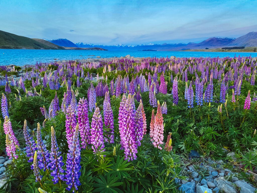 New Zealand South Island Itinerary Lake Tekapo Lupins