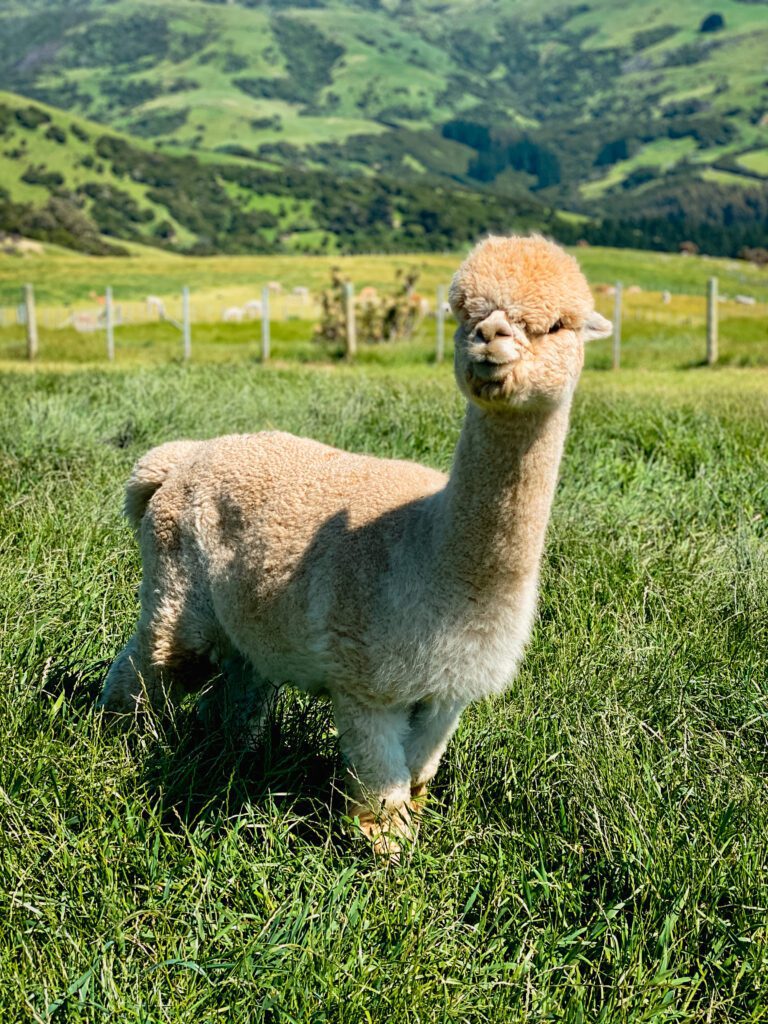 New Zealand South Island Itinerary Shamarra Alpaca Farm
