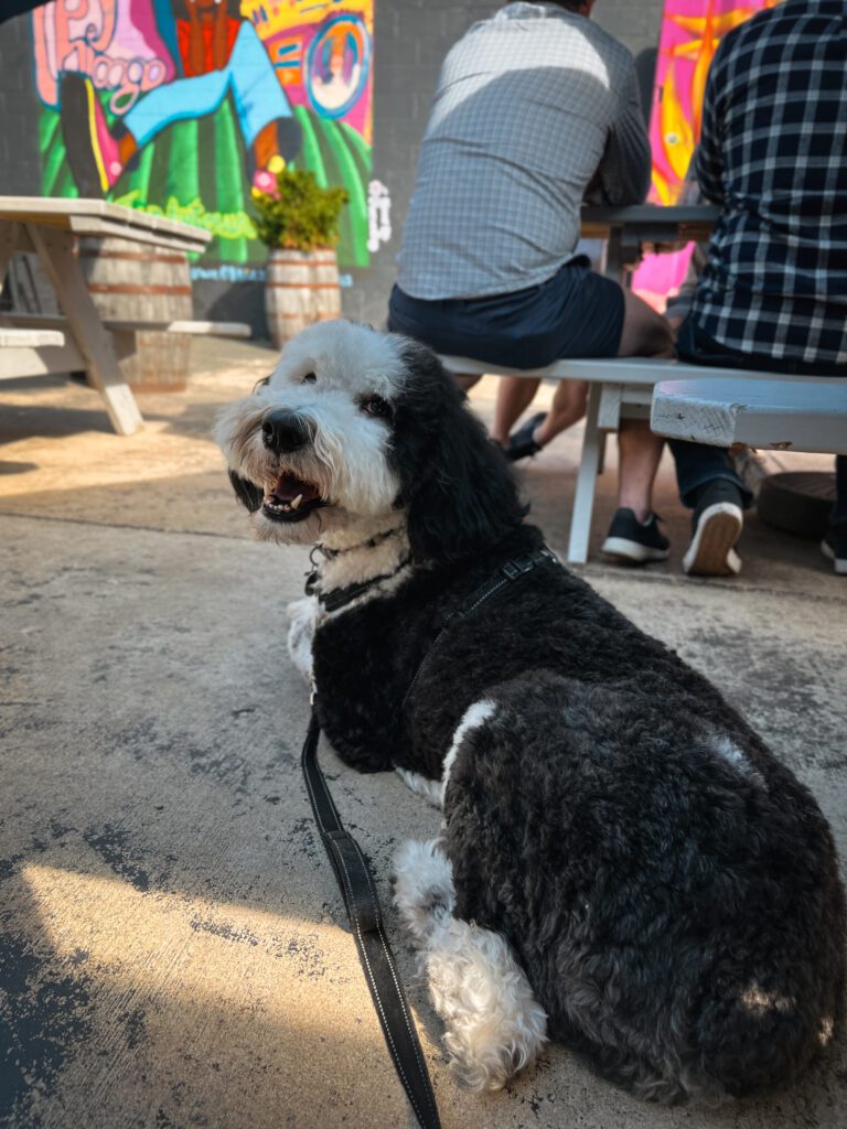 Pilot Project dog-friendly breweries Chicago