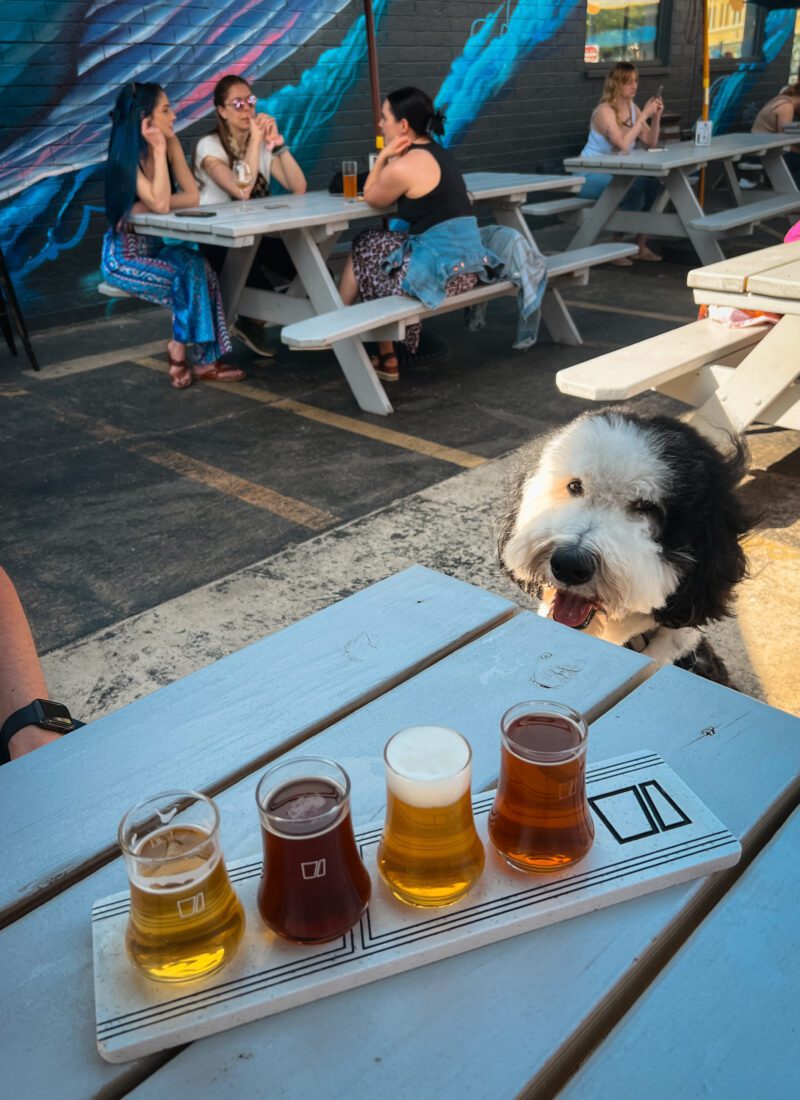 Pilot Project dog-friendly breweries Chicago