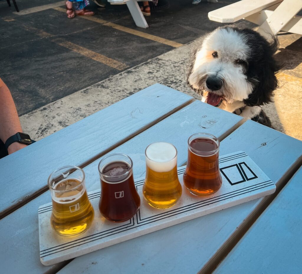 Down Dog Yoga — Casual Animal Brewing Co.